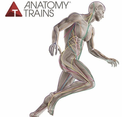 Anatomy Trains mokykla - AEROMIX - fitness learning center